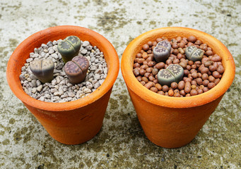 Lithops (Living stone), Cactus