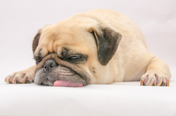 Cute puppy pug dog sleeping tongue out on the ground with gum on eye and snot of cold on white background