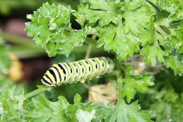 Almost a butterfly