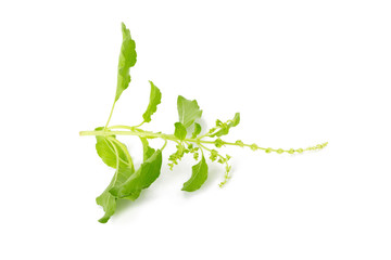 Fresh basil leaves in closeup
