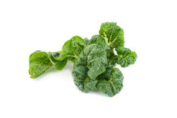 Baby pak choi on a white background