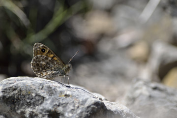 Mariposa diurna de perfil sobre piedra en el monte.