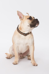 Obraz premium staffordshire