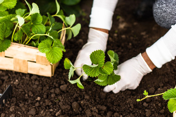  Woman is planting strawberries plants in her garden. Agriculture, work, senior lifestyle concept