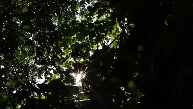 sol atra vez de las ojas
