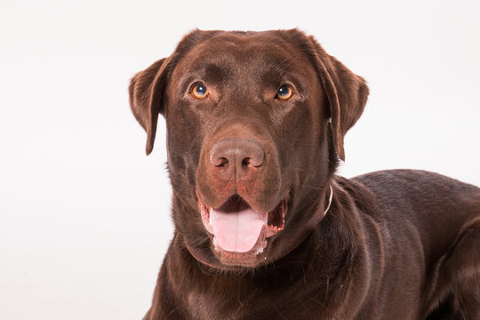 labrador