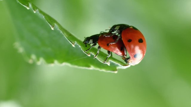 extreme close up shot of Coccinellidae ladybug unrestrained mating