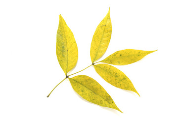 Кленовый лист на белом фоне, осень, природа, растения, гербарий, красота