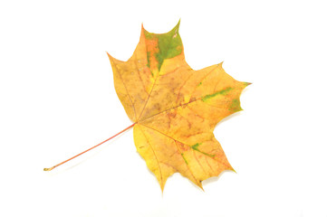 Кленовый лист на белом фоне, осень, природа, растения, гербарий, красота