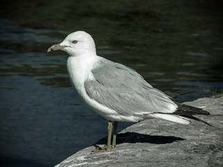 Gull on ground