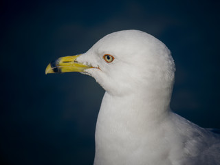 Portrait of a gull