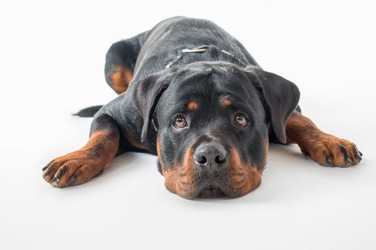 Rottweiler