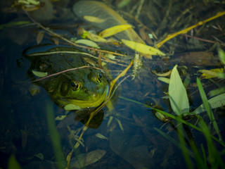 Frog in a marsh
