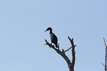 Double-crested cormorants (Phalacrocorax auritus) in the branches of a bare tree. Against blue sky.  