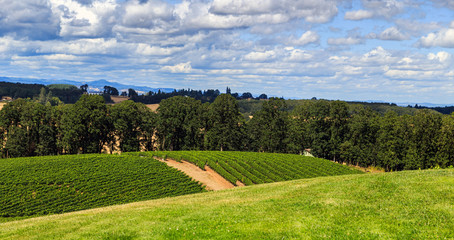Willamette Valley wineries