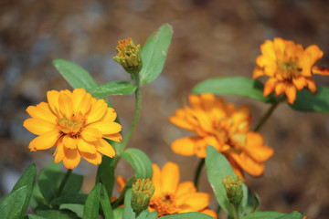 Clouse up Zinnia flower