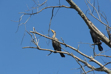 Double-crested cormorants (Phalacrocorax auritus) in the branches of a bare tree. Against blue sky.  