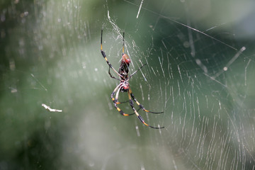 Golden Web Orb Spider