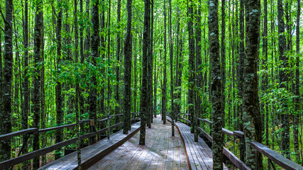 Tree wooden walkway