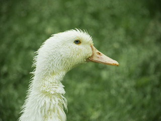 White duck 
