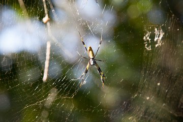 golden web orb weaver spider