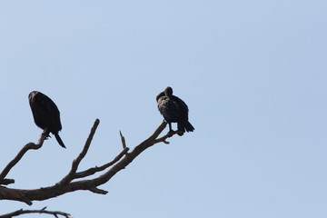 Double-crested cormorants (Phalacrocorax auritus) in the branches of a bare tree. Against blue sky. 