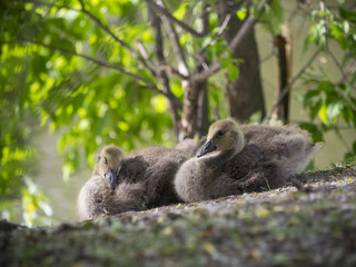 Baby goose bird on ground