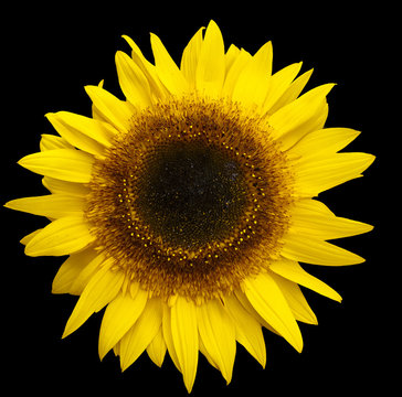 Yellow Sunflower Isolated on Black Background