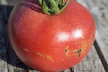 Tomato on boards