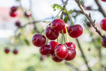 Ripe red cherry