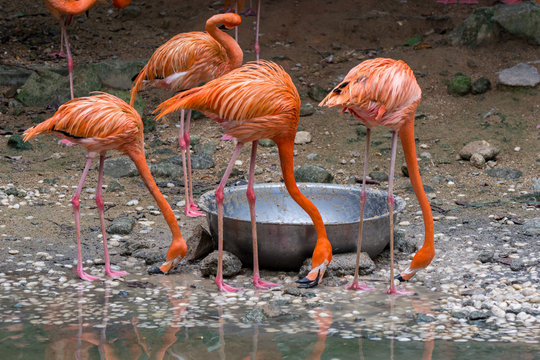 Pink flamingos eating food

