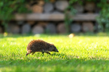 hedgehog © Ivan Kmit