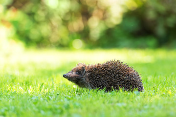 hedgehog © Ivan Kmit