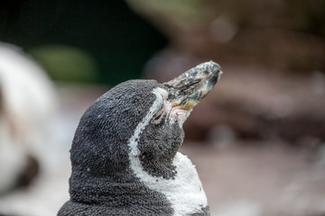 Penguin portrait