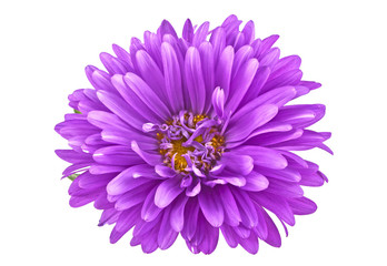 Close-up of violet aster isolated on white background - obrazy, fototapety, plakaty