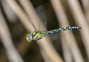 Dragonfly in flight
