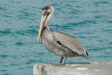 Pelican