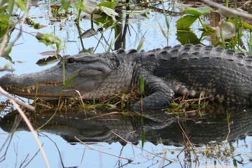 Crocodile is sunbathing