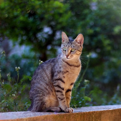 Brown tabby sitting in the garden. Selective focus.