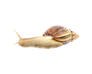 Closeup snail moving on floor isolated on white background with clipping path
