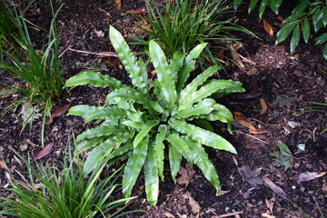 Phyllitis scolopentrium, Hirschzungenfarn © Regine Ruedinger