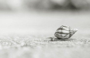 Closeup a snail moving on street floor in the outdoor textured background in black and white tone