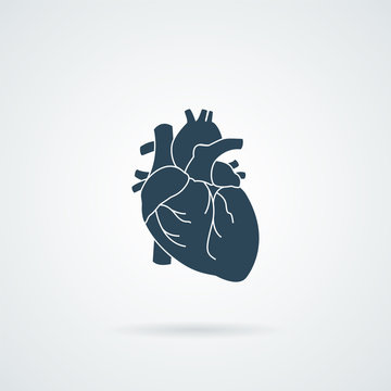 heart organ human isolated icon