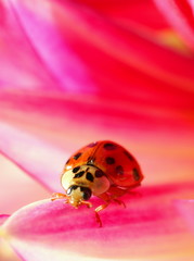 Lady Bird on a pink Dahlia