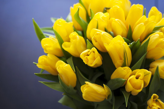 Hình Ảnh Tulip Vàng (Yellow Tulip Images) - Cùng ngắm nhìn những bức ảnh tuyệt đẹp của hoa Tulip Vàng, từng chi tiết được tạo nên bởi những tuyệt tác thiên nhiên. Đây là một loài hoa đơn giản nhưng lại mang đến nhiều cảm xúc và ý nghĩa nhân văn. Hãy cùng tìm hiểu về nét đẹp tuyệt vời này qua các hình ảnh đầy sắc màu!