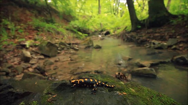 Gorgeous Fire Salamander, Salamandra salamandra, spotted amphibian on the grey stone with green moss in the forest with river. Salamander in water in dark nature habitat with stone. Wide angle lens. 
