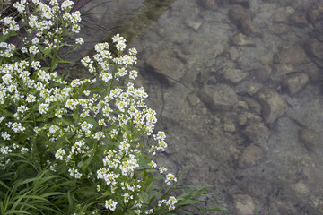 white flowers over water