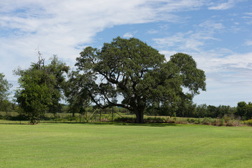 Large live oak tree in a green field