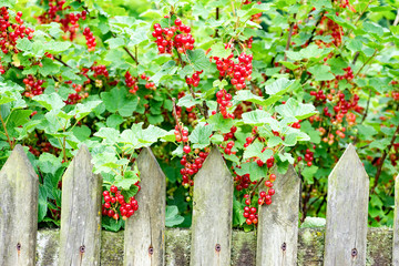 Rote Johannisbeeren am Holzzaun