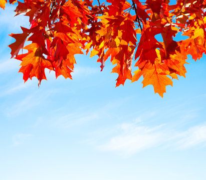 Colorful Autumn Leaves against blue sky